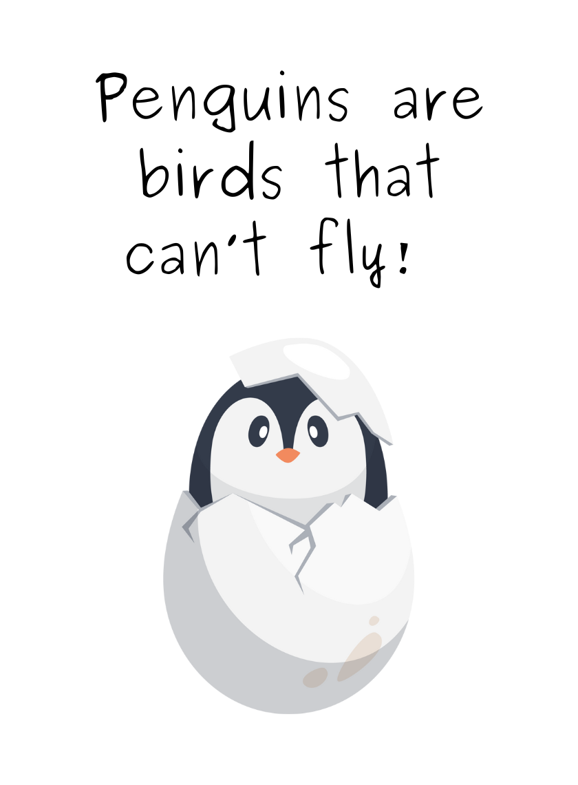 Animal Flash Cards