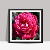 Blooming Beauty Rose Flower Floral Photography Square Art Prints