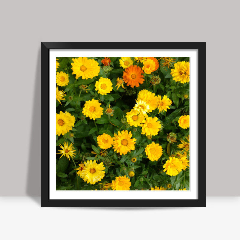 Yellow Calendula Flowers Bloom Floral Photo Square Art Prints