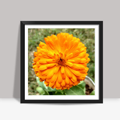 Single Orange Calendula Flower Macro Photography Nature Poster Square Art Prints