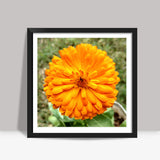Single Orange Calendula Flower Macro Photography Nature Poster Square Art Prints