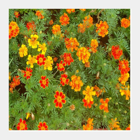 Bright Marigold Spring Flowers Nature Photography Floral Background Art Print Square Art Prints PosterGully Specials