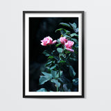 Three Pink Rose Photography Wall Art