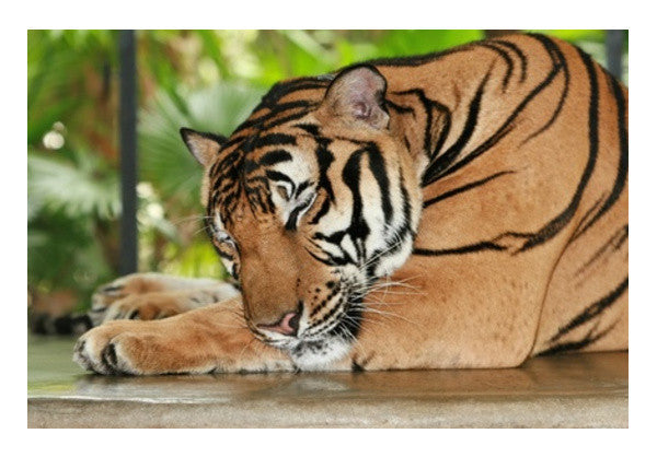 Wall Art, Sleeping Tiger Wall Art
