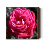 Blooming Beauty Rose Flower Floral Photography Square Art Prints