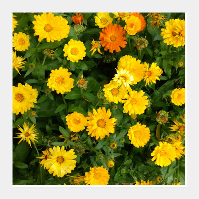 Yellow Calendula Flowers Bloom Floral Photo Square Art Prints