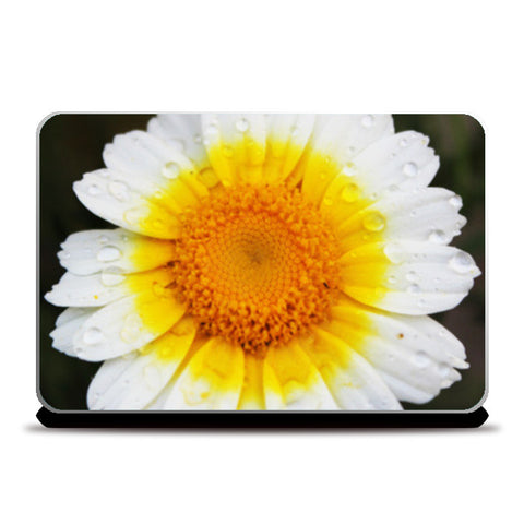 Laptop Skins, Single Daisy Flower Floral Photography Laptop Skins
