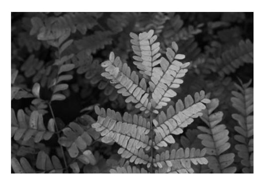 PosterGully Specials, Fronds In Monochrome Wall Art