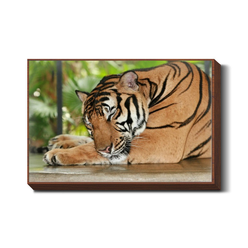 Sleeping Tiger Wall Art