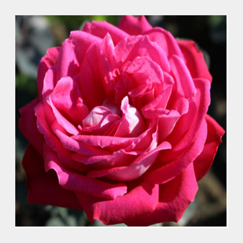 Square Art Prints, Blooming Beauty Rose Flower Floral Photography Square Art Prints