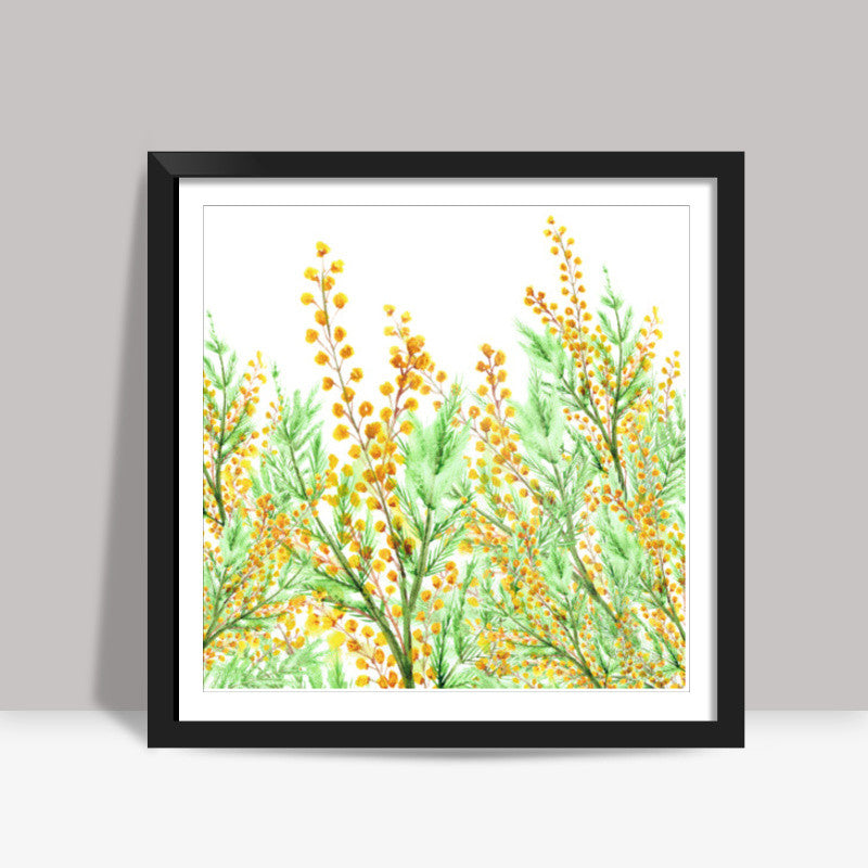 Painted Yellow Mimosa Flowers Botanical Illustration Square Art Prints