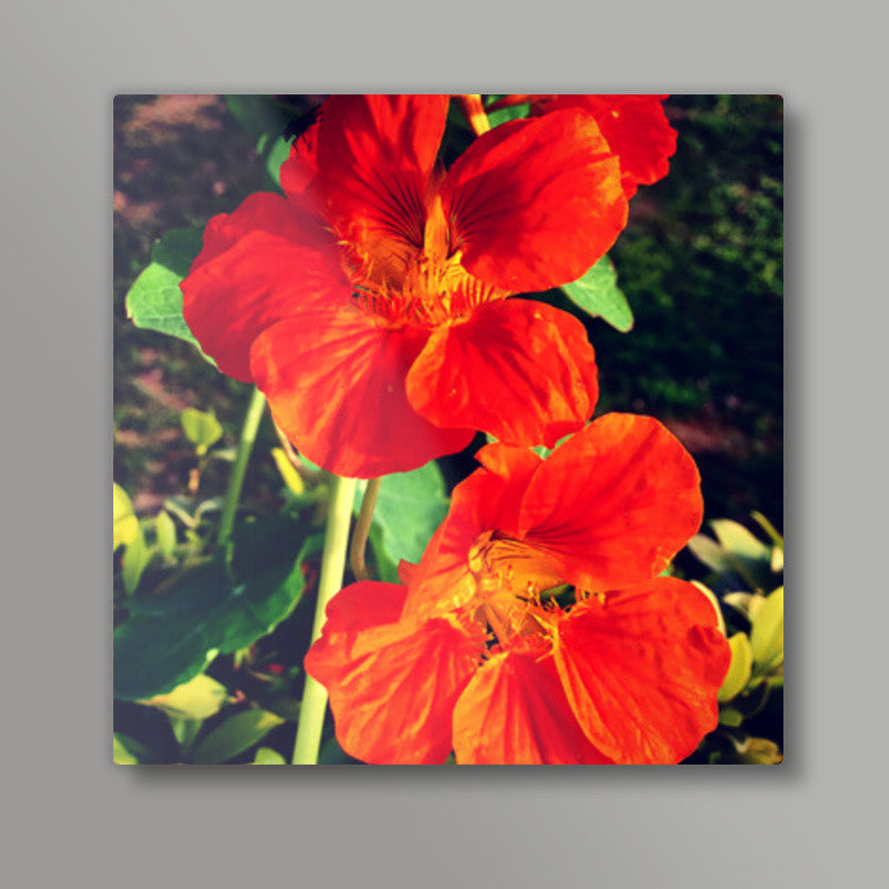 Beautiful Orange Flowers Square Art