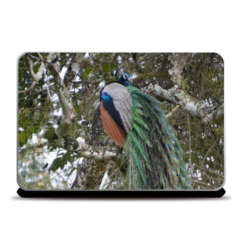 Peacock Laptop Skins