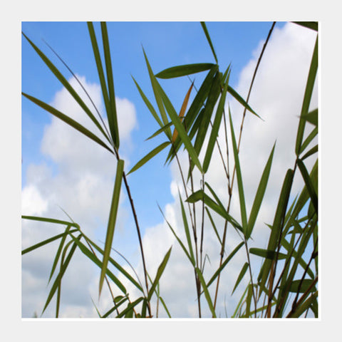 Bamboo Leaves Against Sky, Nature Square Art Prints