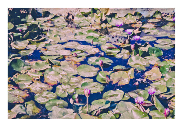 Quaint LotusPond Wall Art