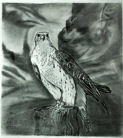 Square Art Prints, Falcon Bird Sketch Artwork