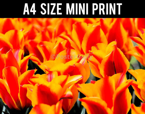 Mini Prints, Yellow Flowers | Mini Print, - PosterGully