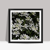 White Flowers Nature Photography Floral Spring Square Art Prints