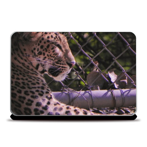 Laptop Skins, Big Cat at Delhi zoo Laptop Skins