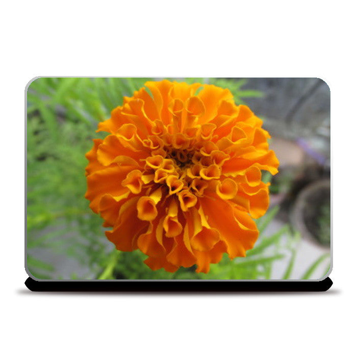 Marigold 1 Laptop Skins