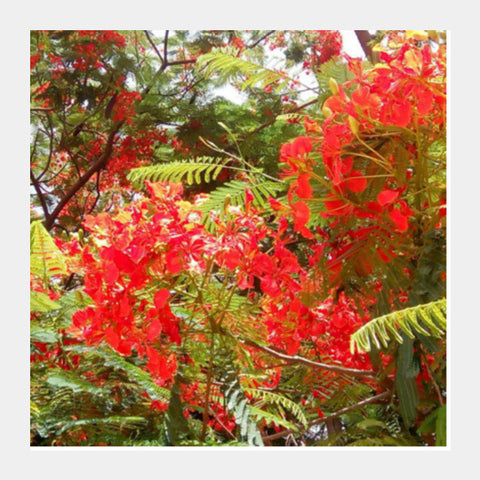 Beautiful Gulmohar Flowers Spring Floral Photography Square Art Prints