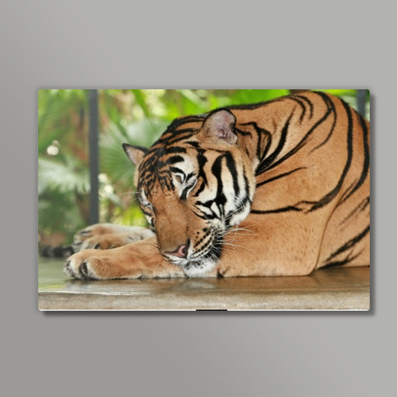 Sleeping Tiger Wall Art