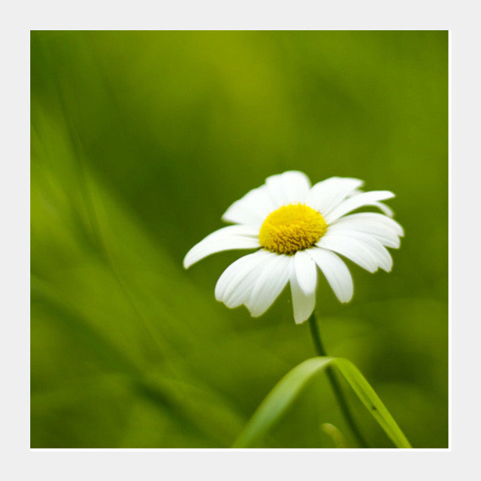 Square Art Prints, Daisy Square Art Prints