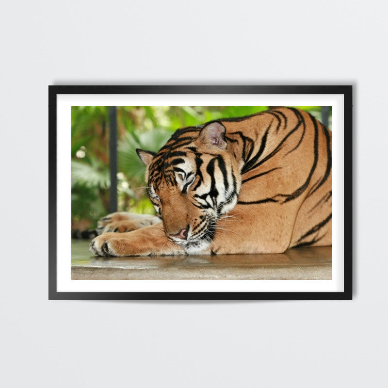 Sleeping Tiger Wall Art