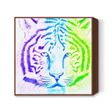Three Coloured Tiger Square Art Prints