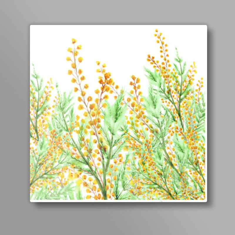 Painted Yellow Mimosa Flowers Botanical Illustration Square Art Prints