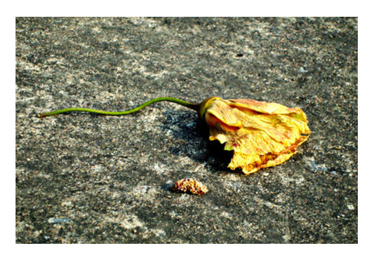 Wall Art, After life : Flower Wall Art