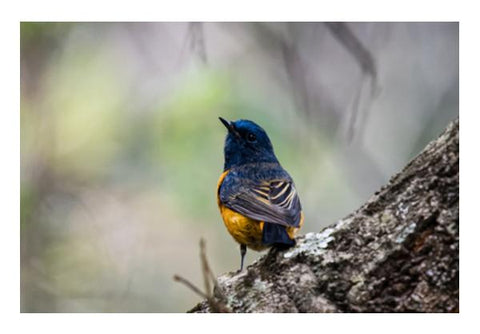 PosterGully Specials, Blue-Fronted Redstart Wall Art