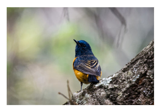 Blue-Fronted Redstart Art PosterGully Specials