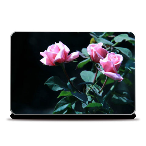 Three Pink Rose Photography Laptop Skins