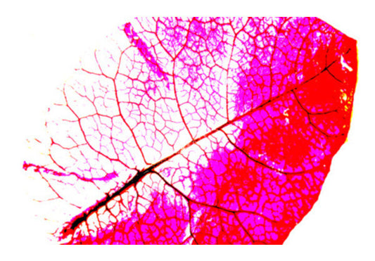 Bougainvillea Art PosterGully Specials