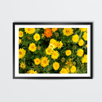 Yellow Calendula Flowers Nature Garden Photography Botanical  Wall Art