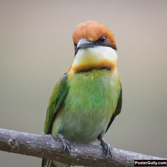 Square Art Prints, Chestnut Headed Bee Eater Artwork