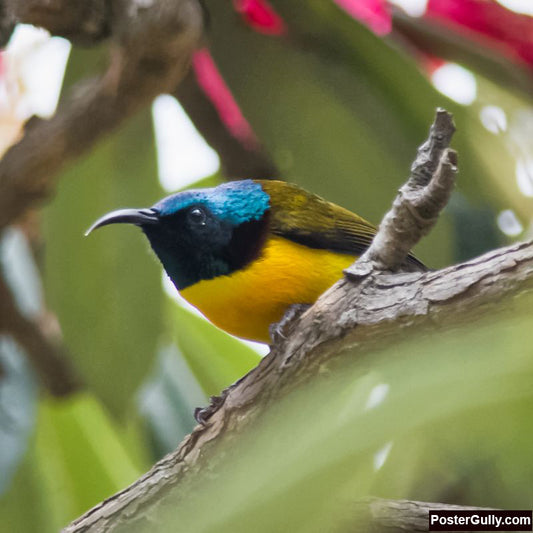 Square Art Prints, Green Tailed Sunbird Artwork