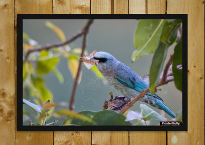 Wall Art, Blue Bird Artwork