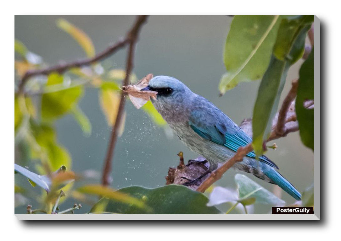 Wall Art, Blue Bird Artwork