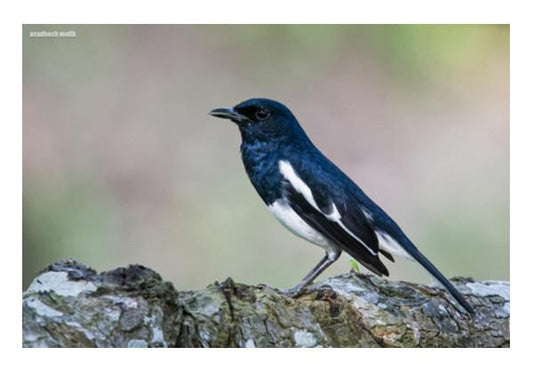 PosterGully Specials, Magpie Robin Wall Art