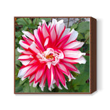 Single Large Pink White Dahlia Flower Nature Photography Floral  Square Art Prints