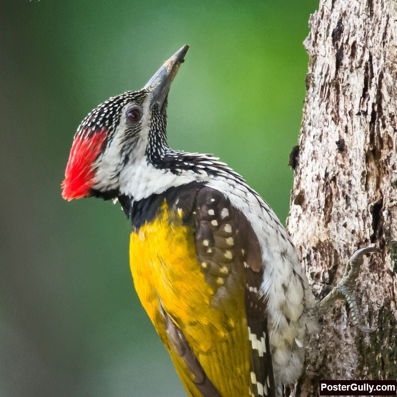 Square Art Prints, Lesser Flameback Artwork