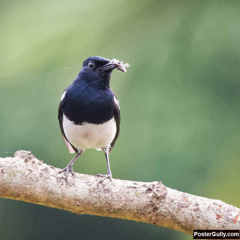 Square Art Prints, Oriental Magpie Robin Artwork