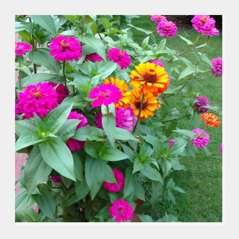 Beautiful Pink Zinnia Flowers Garden Photography Background Spring Print  Square Art Prints PosterGully Specials