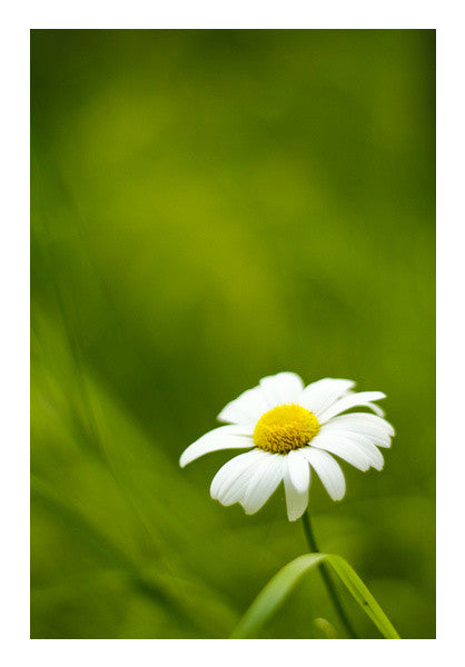 Wall Art, Daisy Wall Art