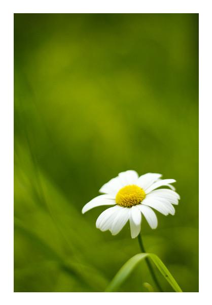 PosterGully Specials, Daisy Wall Art