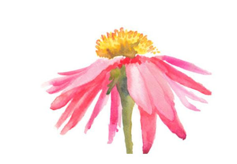 Pink Daisy Wall Art PosterGully Specials