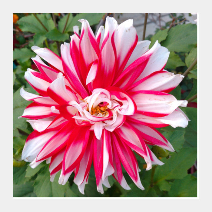 Single Large Pink White Dahlia Flower Nature Photography Floral  Square Art Prints