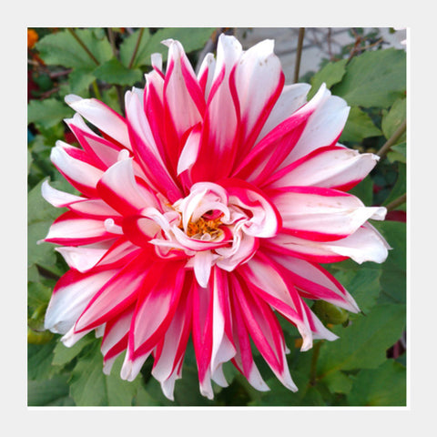 Single Large Pink White Dahlia Flower Nature Photography Floral  Square Art Prints PosterGully Specials